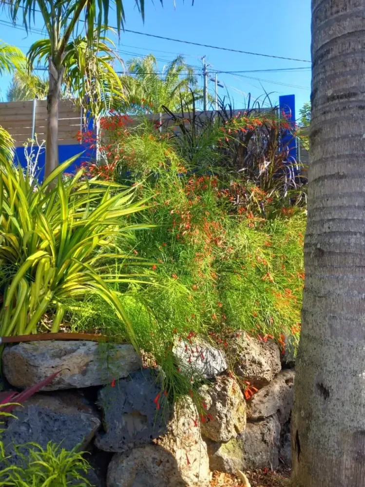 jardin coloré
